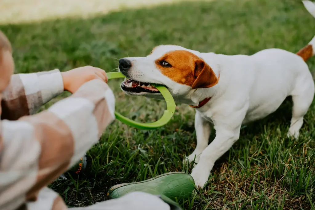 5 Critical Steps to Take When a Dog Bites Your Child