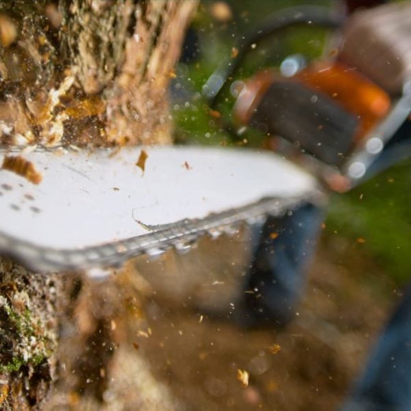 chainsaw going into a tree